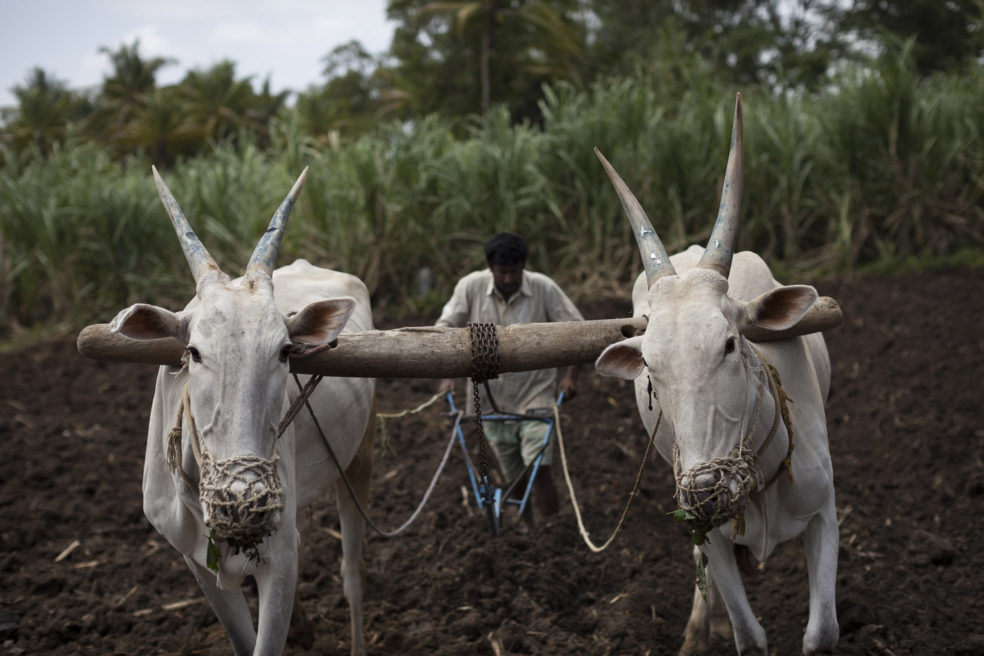 The Bitter Taste of Sugarcane