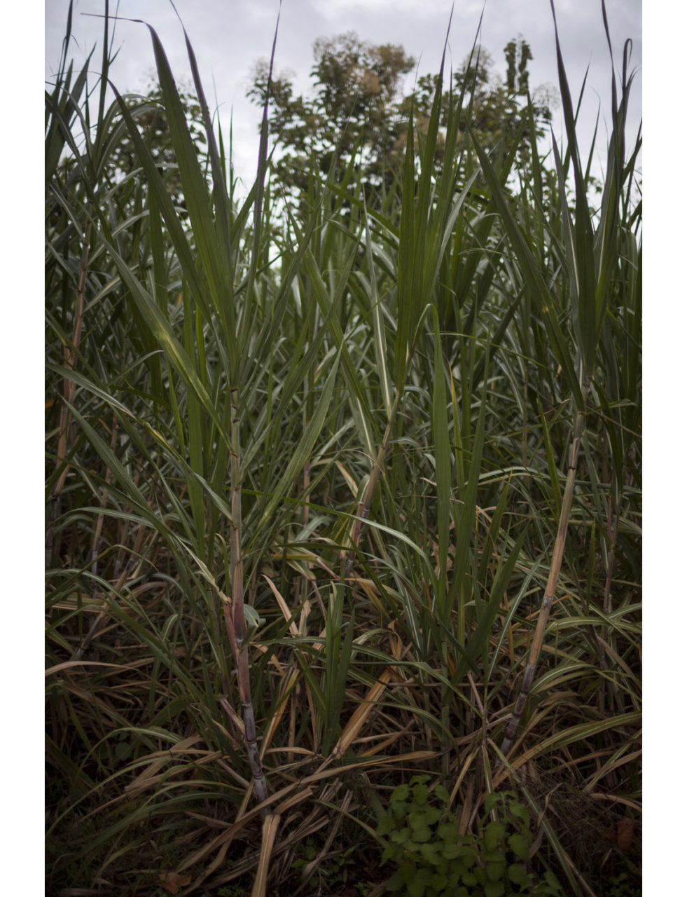 Sugarcane ready to be harvested in the fields of Karadakere.