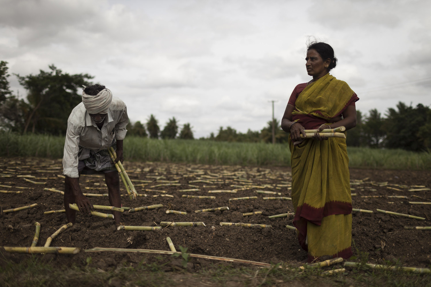 Planting sugarcane in Madhar Halli.