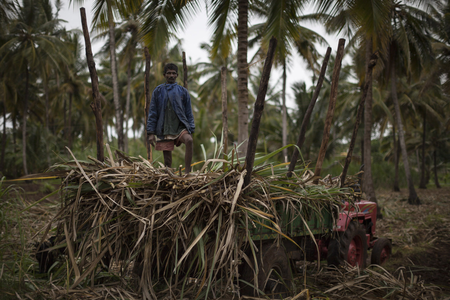 Loading harvested sugarcane near Chikkamandhgere.