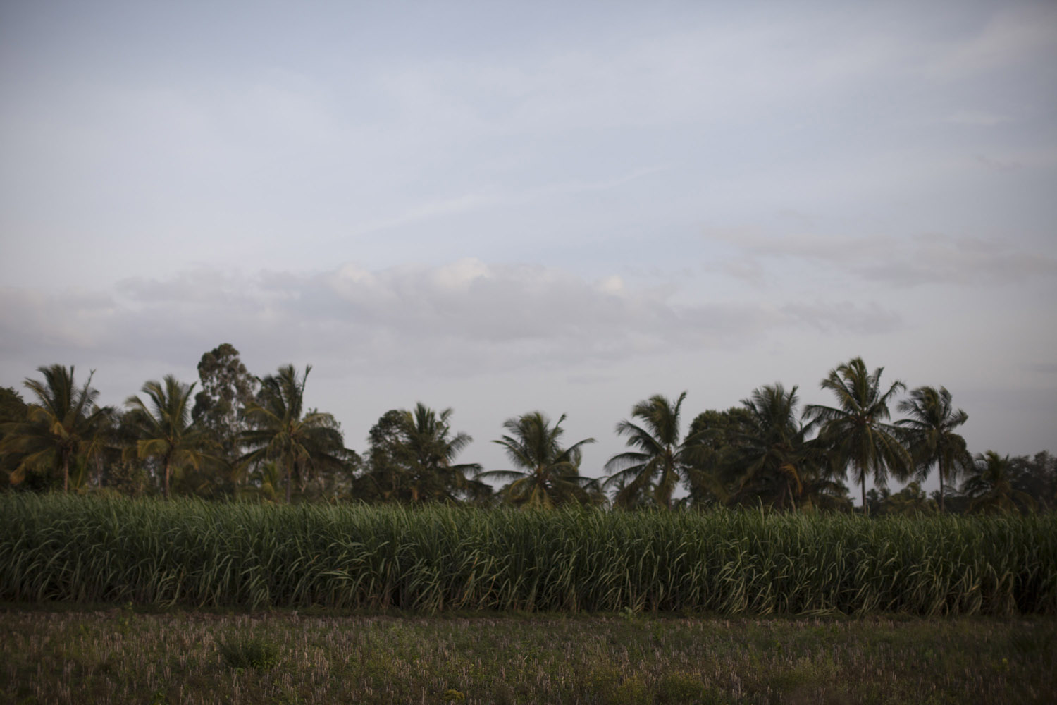 Fields of sugarcane somewhere near the village of Chalegowdan.