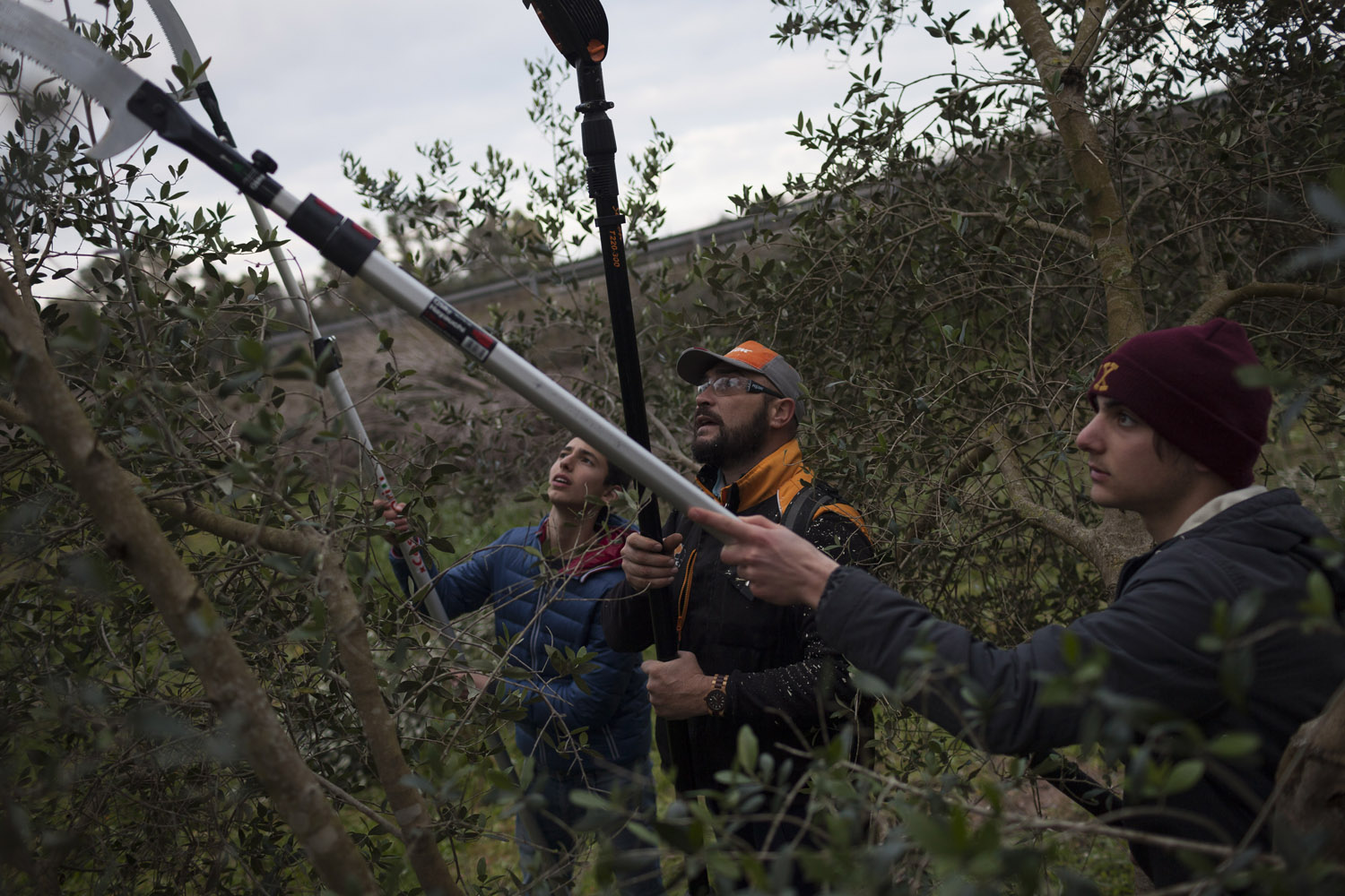 A course on modern pruning techniques at Maglie's agricultural school, in Salento, organized by a group of activists in an attempt to improve agricultural techniques and increase the resilience of Puglia's olive oil sector. (2017)