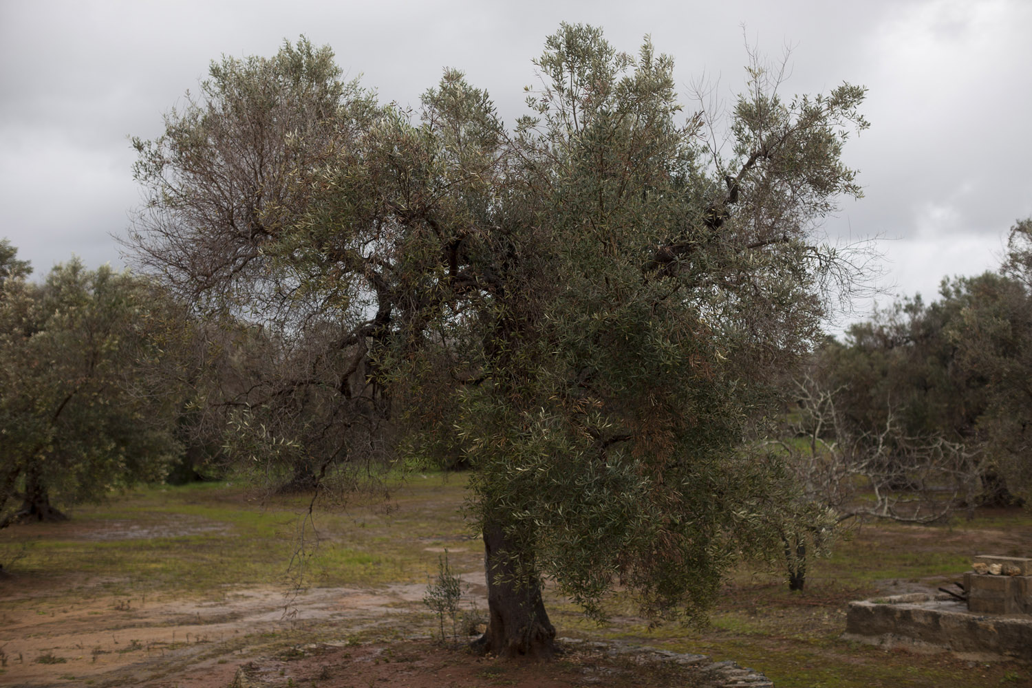 An olive tree in Salento. Thousands of trees began showing leaf scorch and various other symptoms in the first years of the past decade, and then these symptos exploded through Salento, with millions of trees affected. (2018)