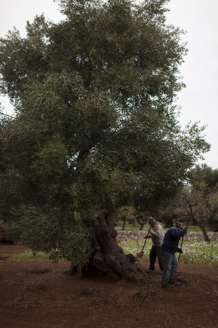 Harvesting olives from a centuries-old tree in the countryside of Monopoli. (2017)