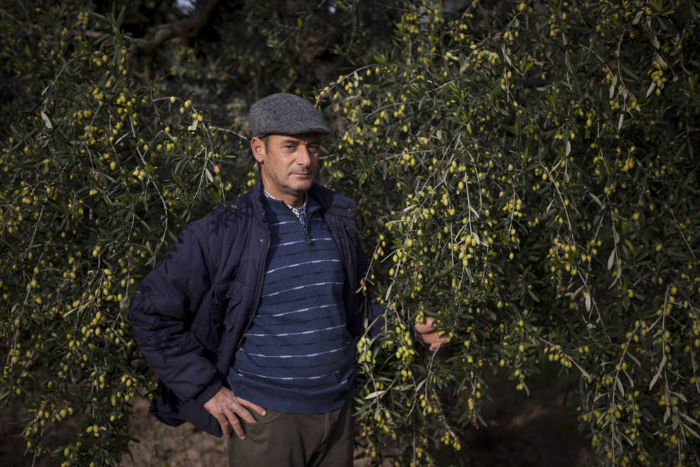 The olive trees of Puglia </br>in the time of Xylella